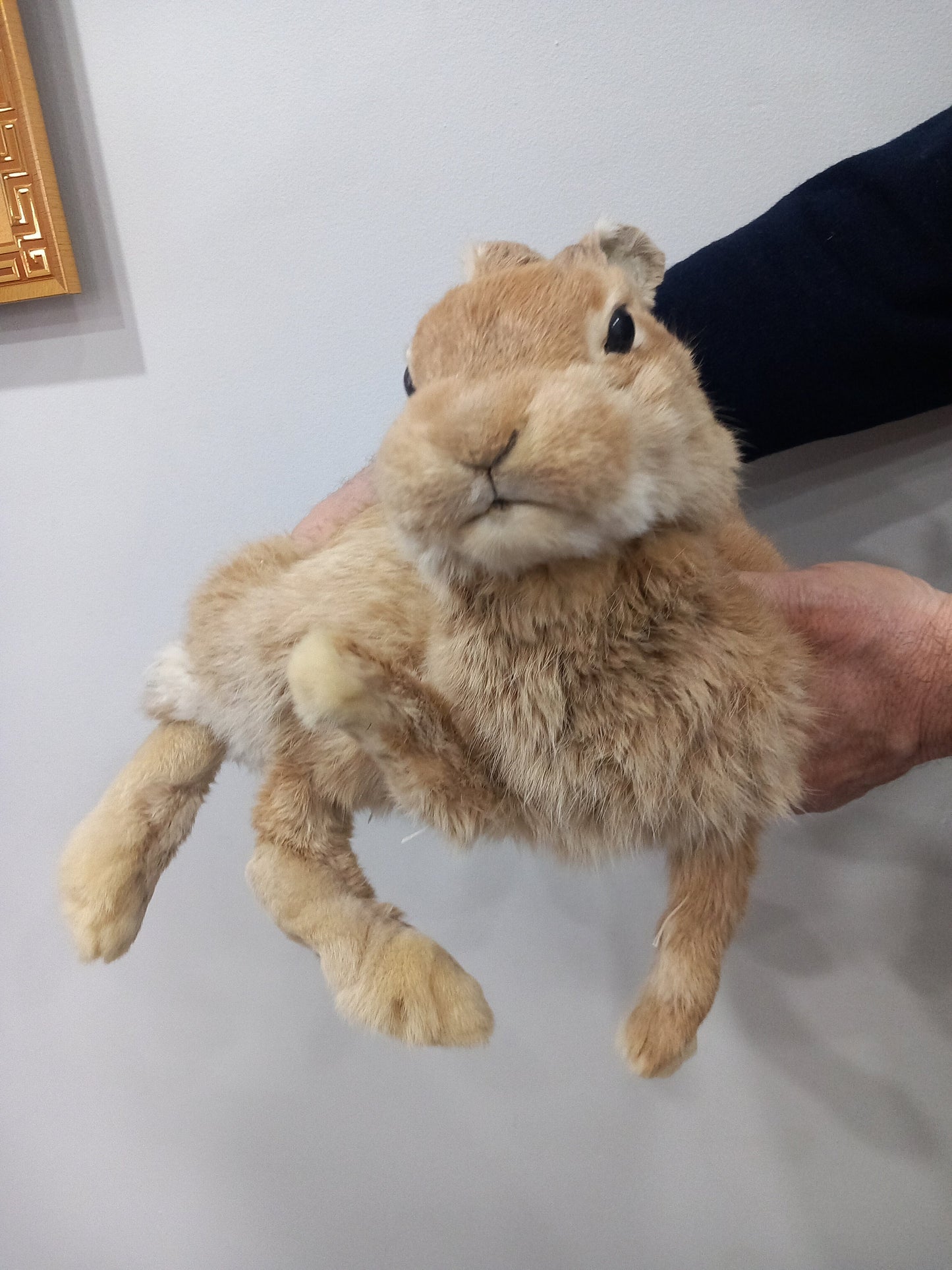 Posable soft mount rabbit taxidermy, orange bunny taxidermy