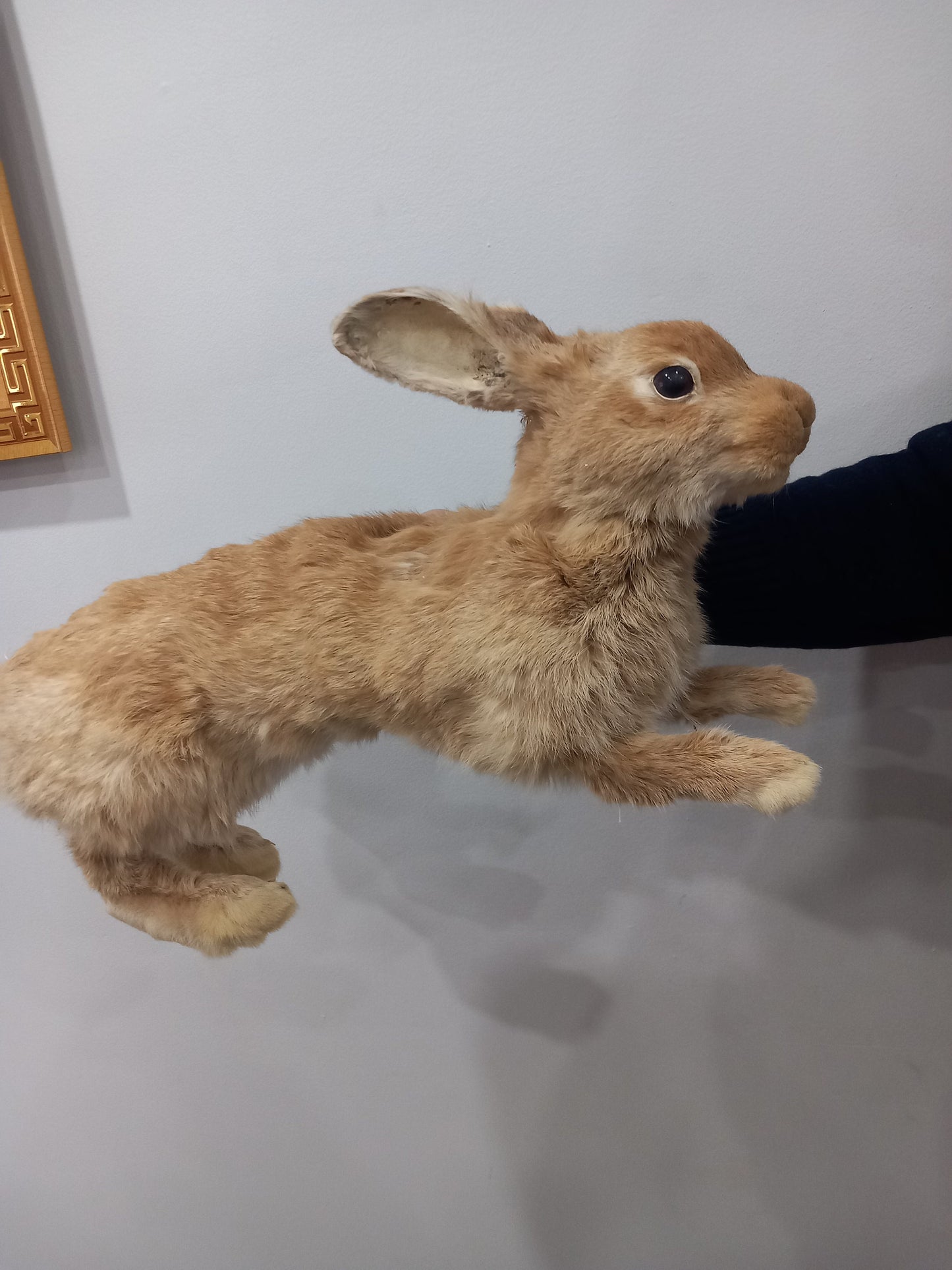 Posable soft mount rabbit taxidermy, orange bunny taxidermy