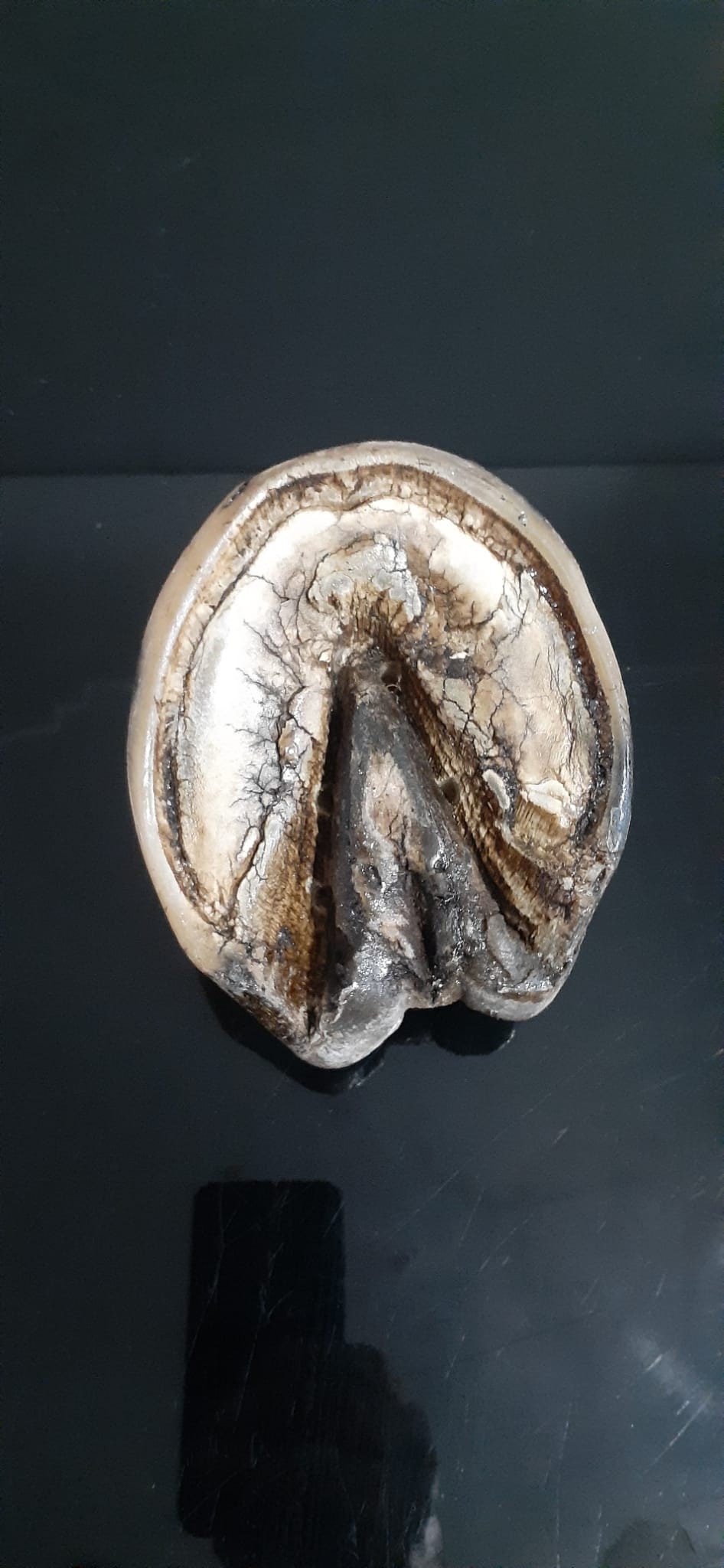 White horse hoof taxidermy