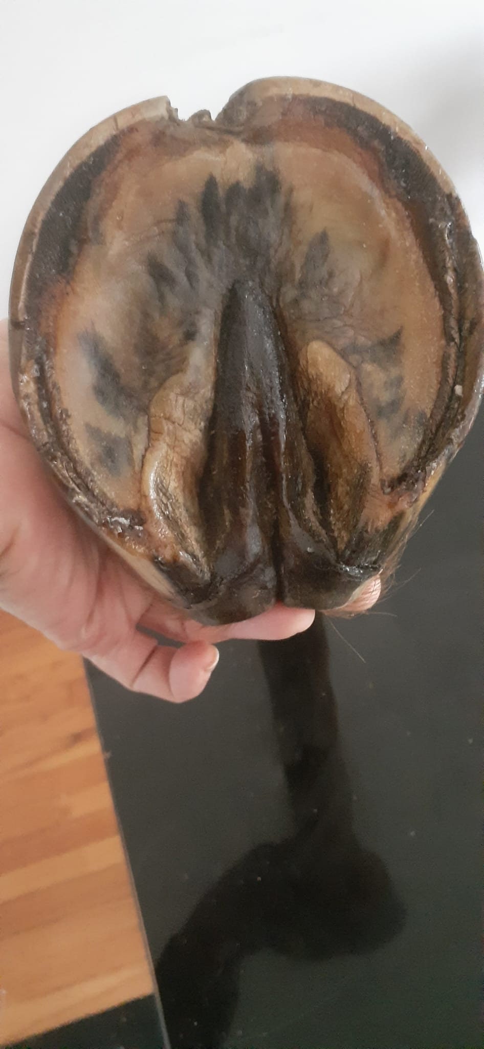 Light brown blond horse feet taxidermy decoration high quality