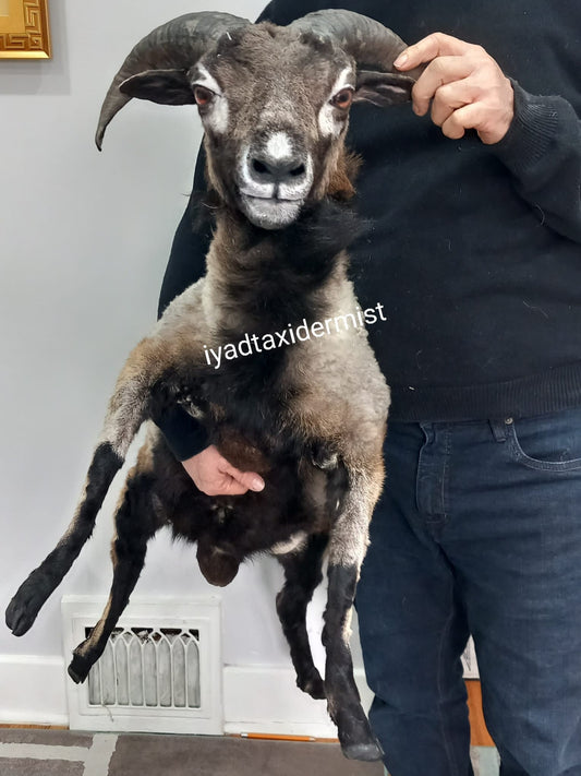 High quality soft mount goat taxidermy