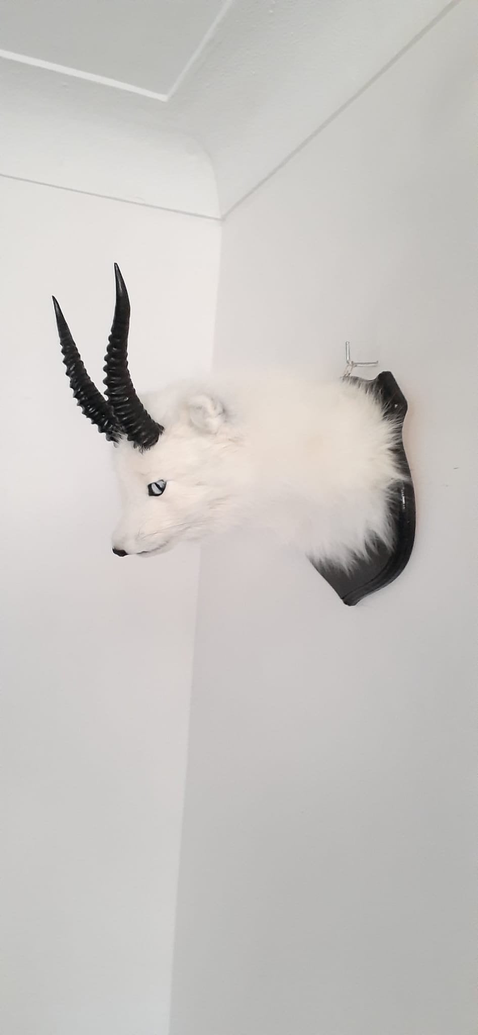 Arctic foxalope shoulder mount taxidermy, white fox with antlers/ horns