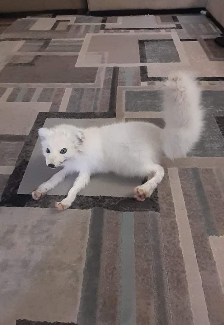Posable soft mount arctic fox taxidermy.