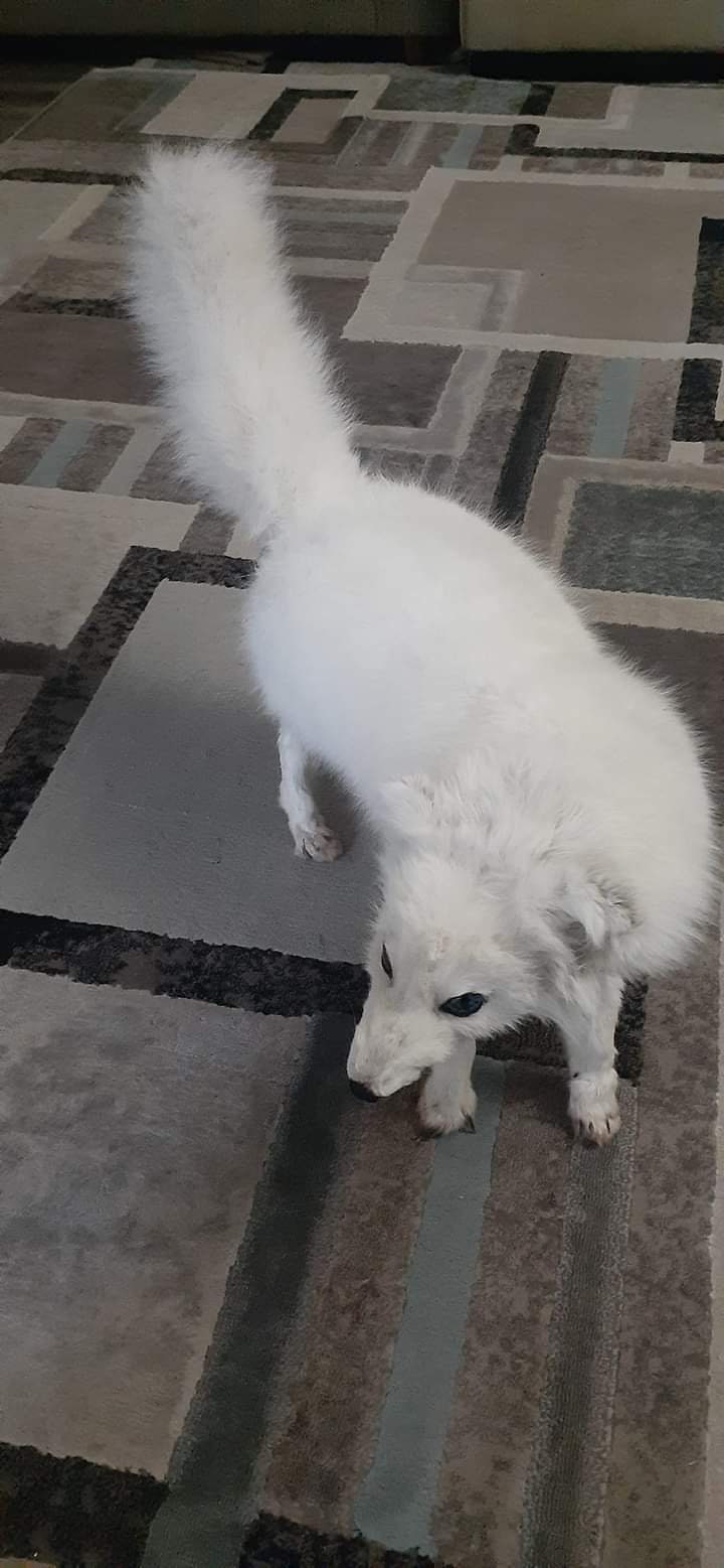 Posable soft mount arctic fox taxidermy.