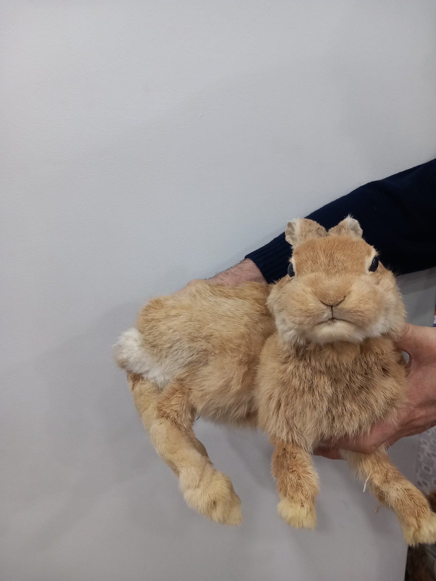 Posable soft mount rabbit taxidermy, orange bunny taxidermy