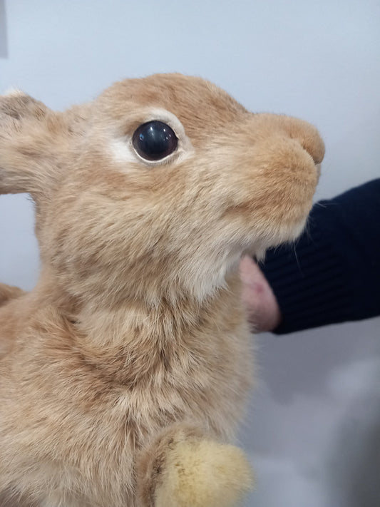 Posable soft mount rabbit taxidermy, orange bunny taxidermy