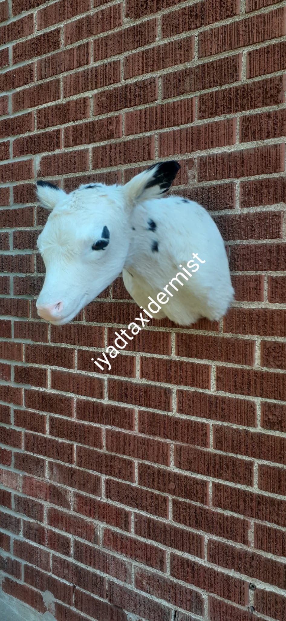 Very cute shoulder mount white baby calf taxidermy, wall mount calf