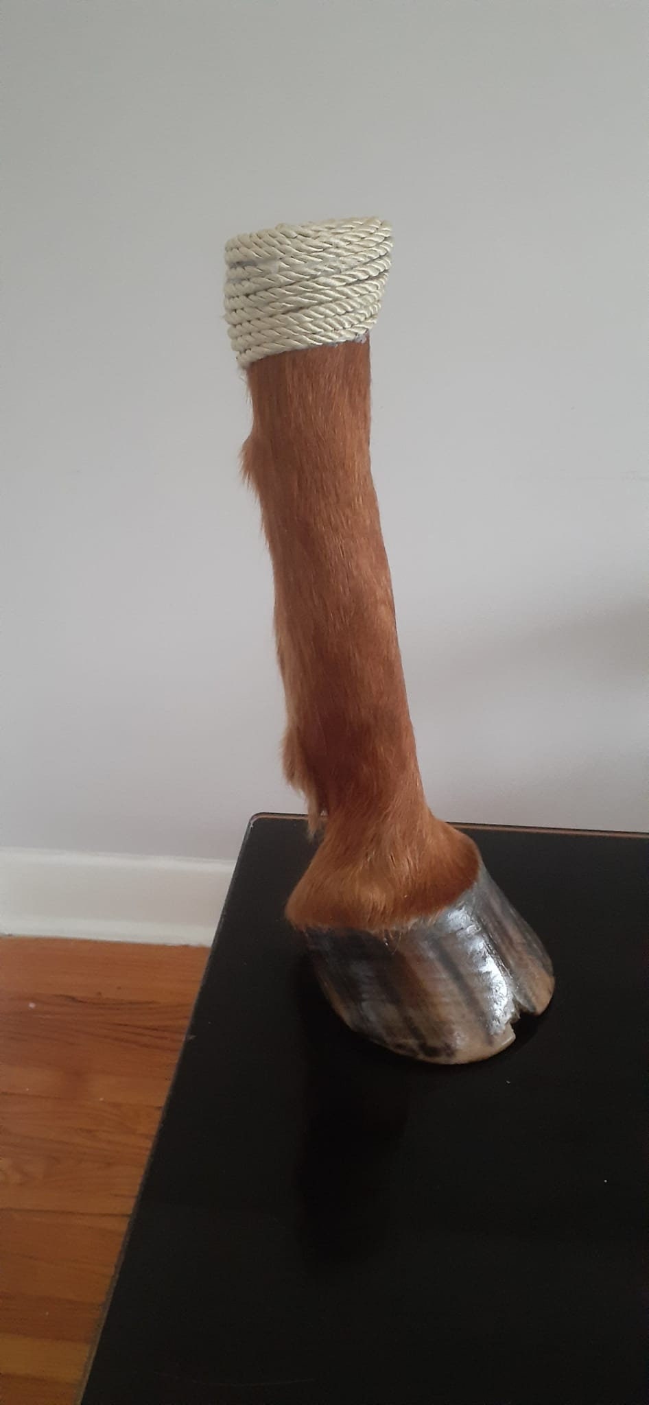 Light brown blond horse feet taxidermy decoration high quality