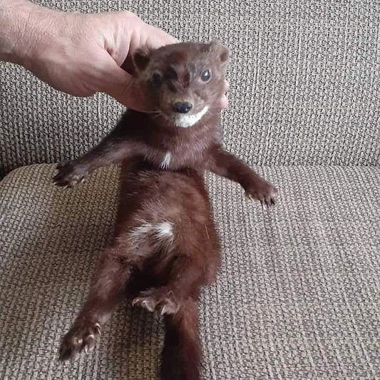 Cute floppy soft mount pine marten taxidermy