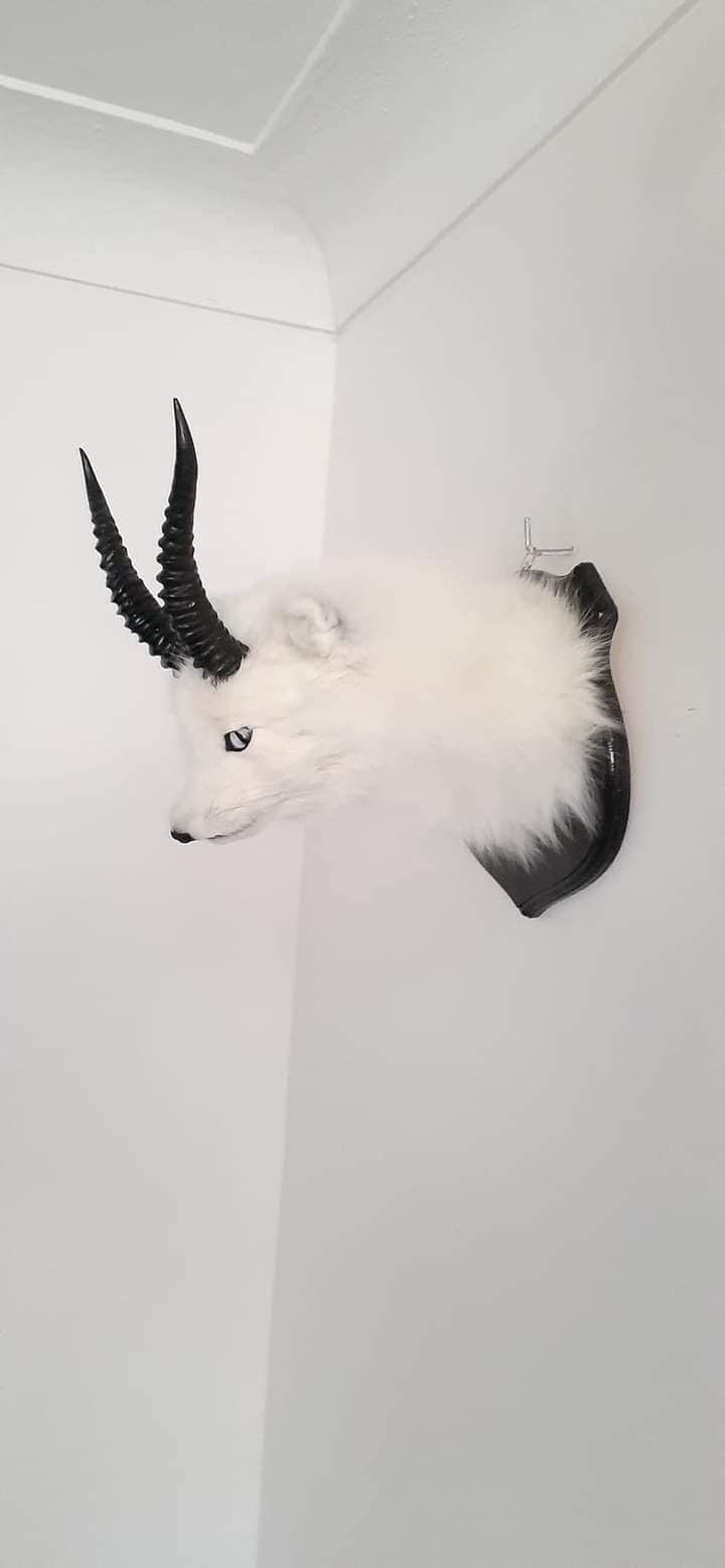 Arctic foxalope shoulder mount taxidermy, white fox with antlers/ horns