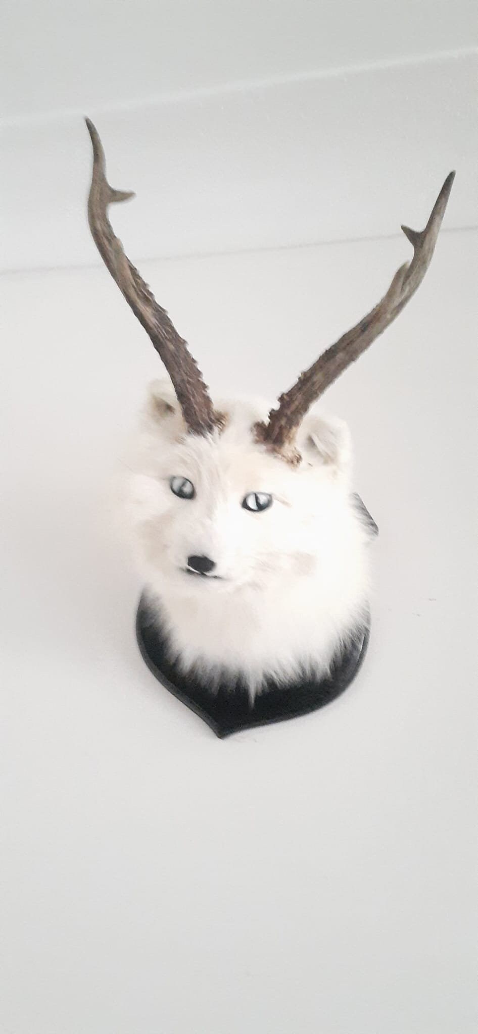 Arctic foxalope shoulder mount taxidermy, white fox with antlers/ horns