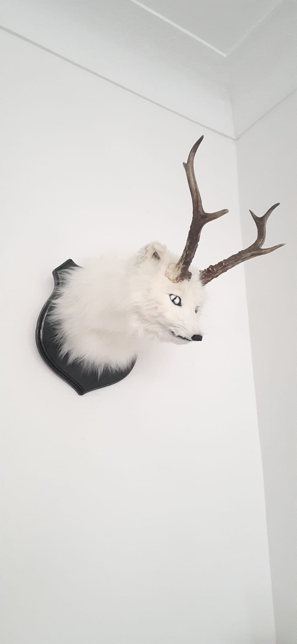 Arctic foxalope shoulder mount taxidermy, white fox with antlers/ horns