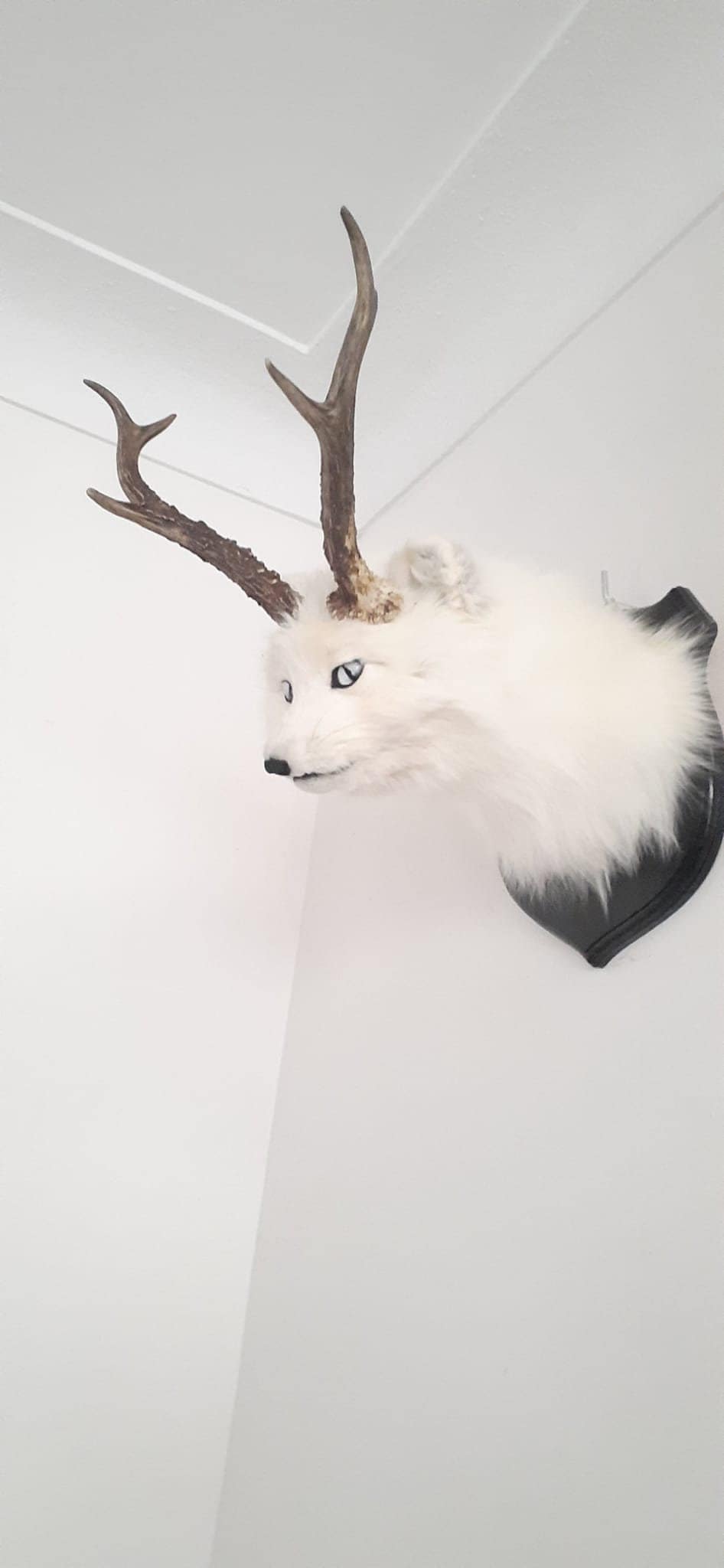 Arctic foxalope shoulder mount taxidermy, white fox with antlers/ horns