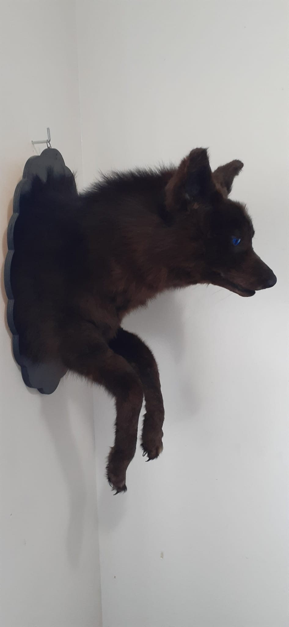 Three eyed dark brown coyote taxidermy monster with posable front feet, shoulder mount coyote