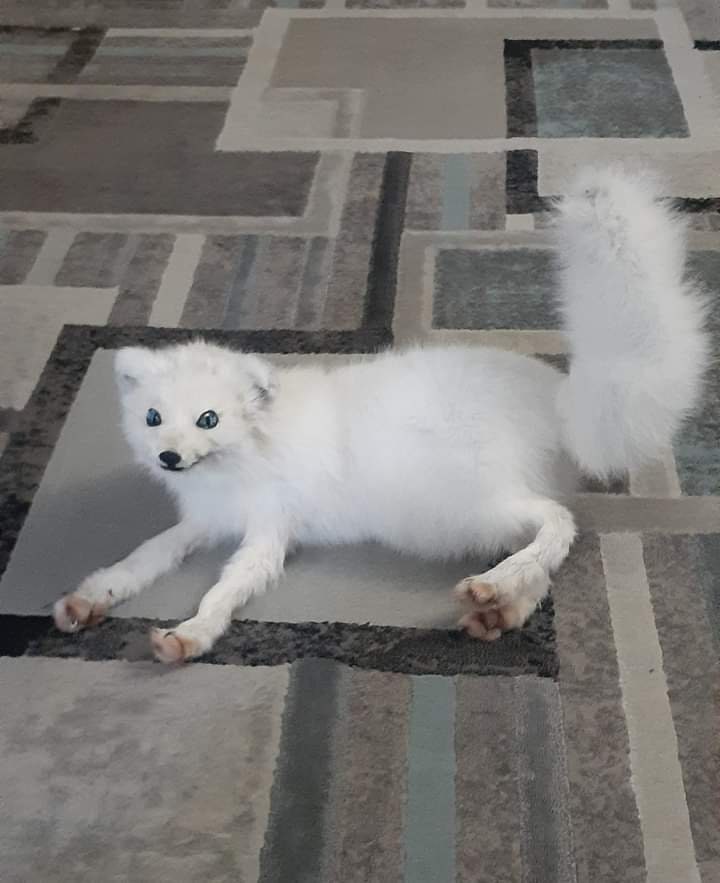 Posable soft mount arctic fox taxidermy.