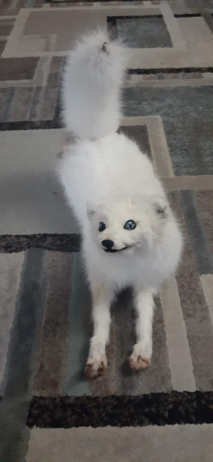 Posable soft mount arctic fox taxidermy.