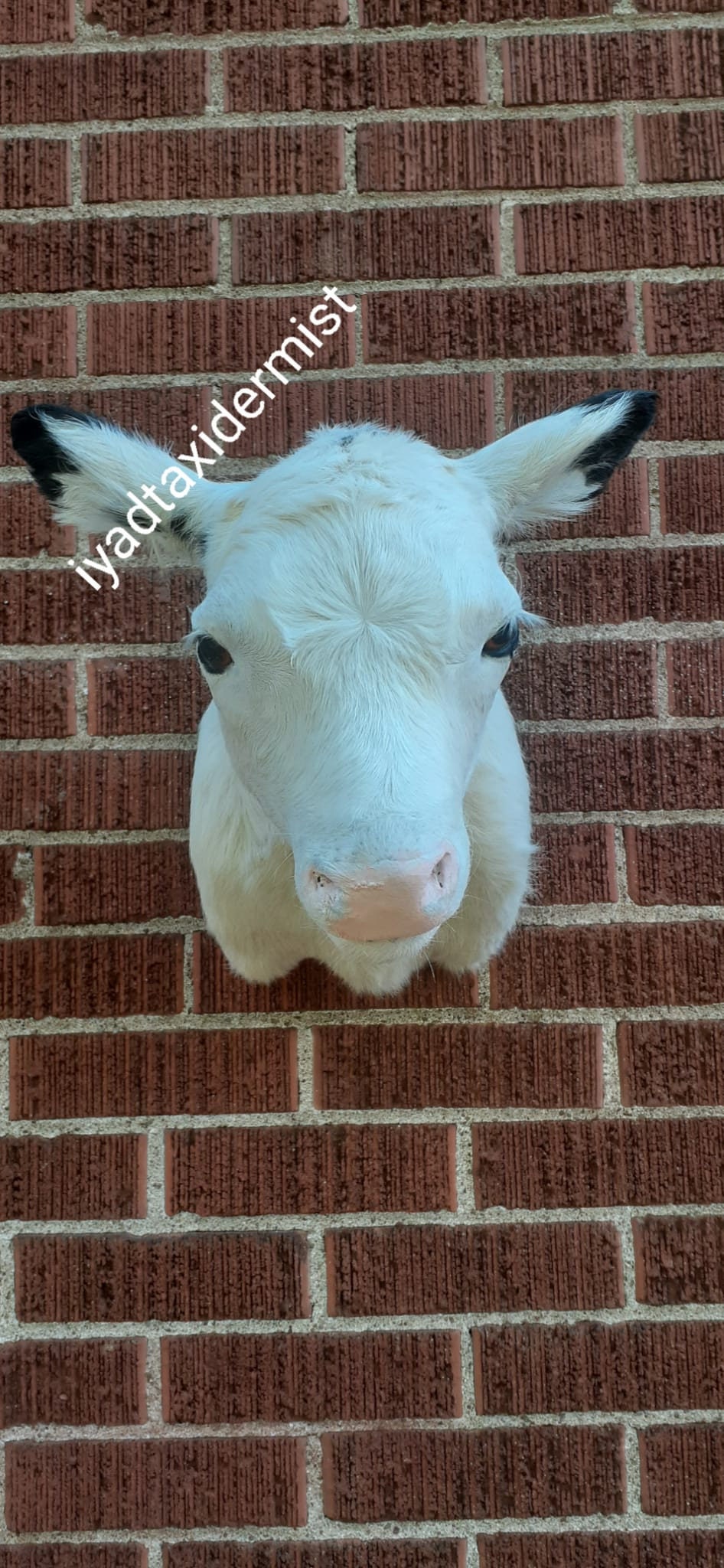 Very cute shoulder mount white baby calf taxidermy, wall mount calf