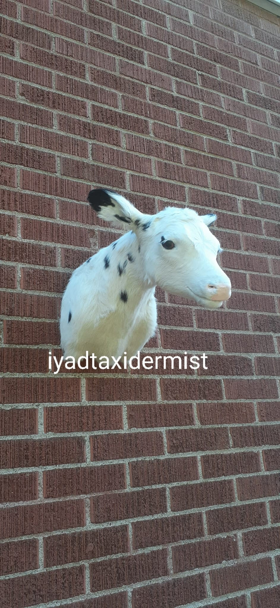 Very cute shoulder mount white baby calf taxidermy, wall mount calf