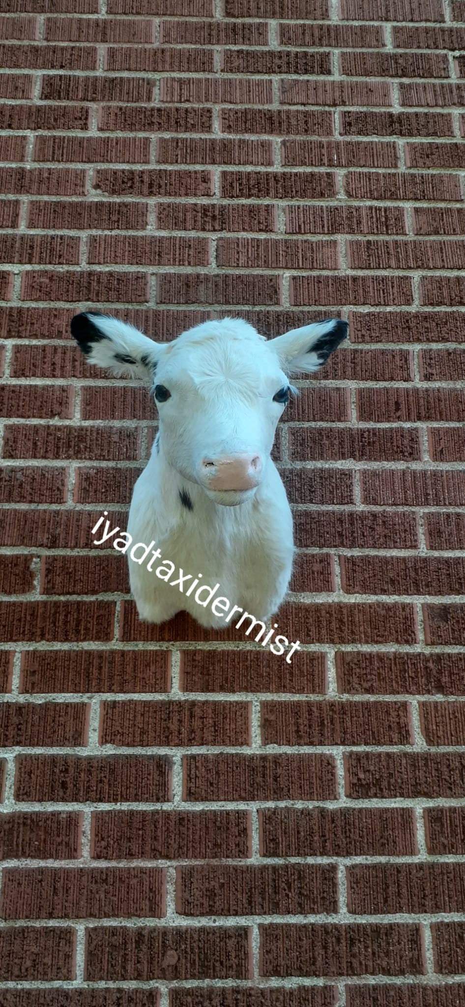 Very cute shoulder mount white baby calf taxidermy, wall mount calf