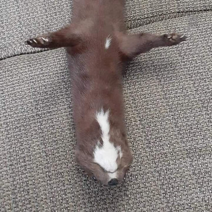 Cute floppy soft mount pine marten taxidermy