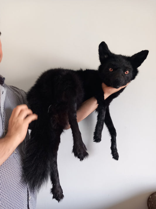Floppy soft mount black coyote taxidermy, high quality taxidermy