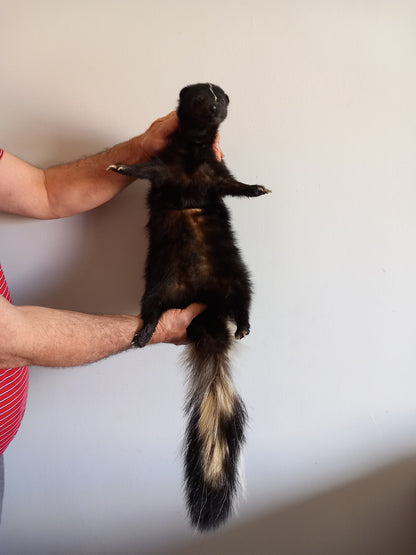 Floppy soft mount skunk taxidermy, high quality taxidermy