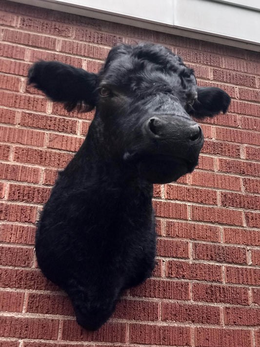 Black shoulder mount cow taxidermy. high quality taxidermy