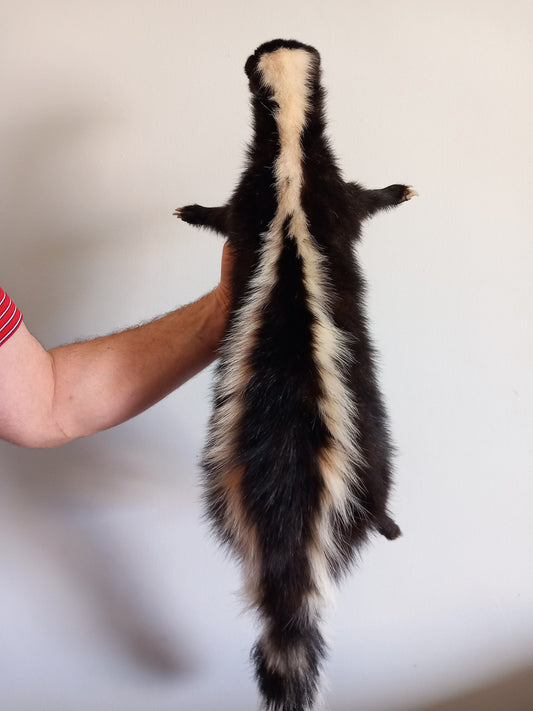 Floppy soft mount skunk taxidermy, high quality taxidermy