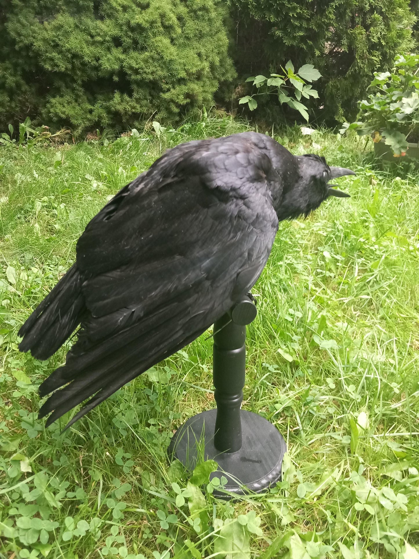 High quality standing mad crow taxidermy, standing mount carrion crow