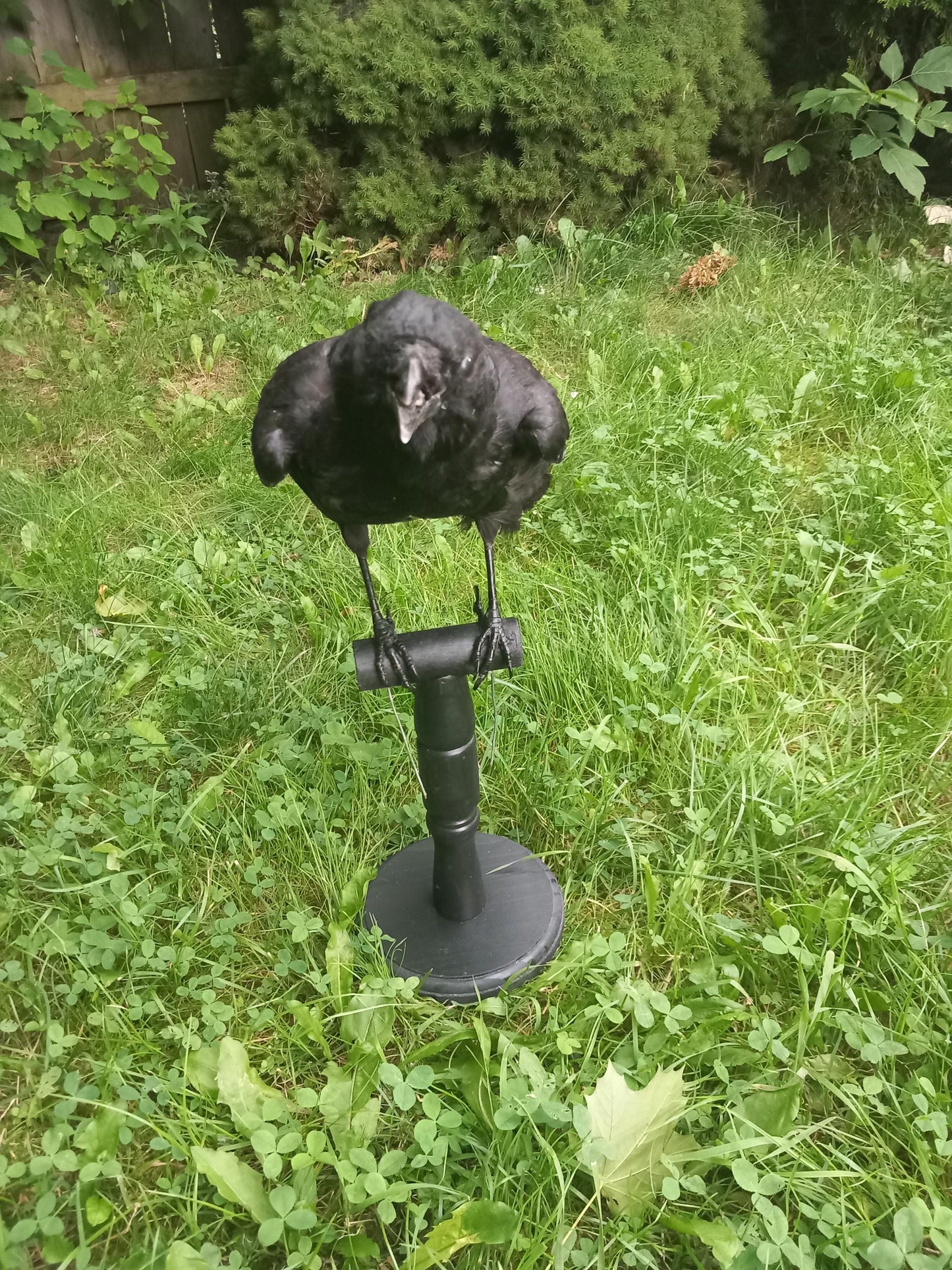 Standing crow taxidermy, carrion crow Standing mount