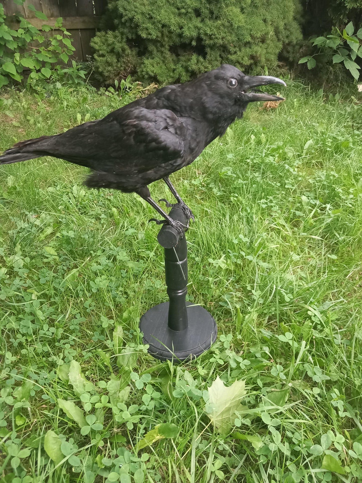 Standing crow taxidermy, carrion crow Standing mount