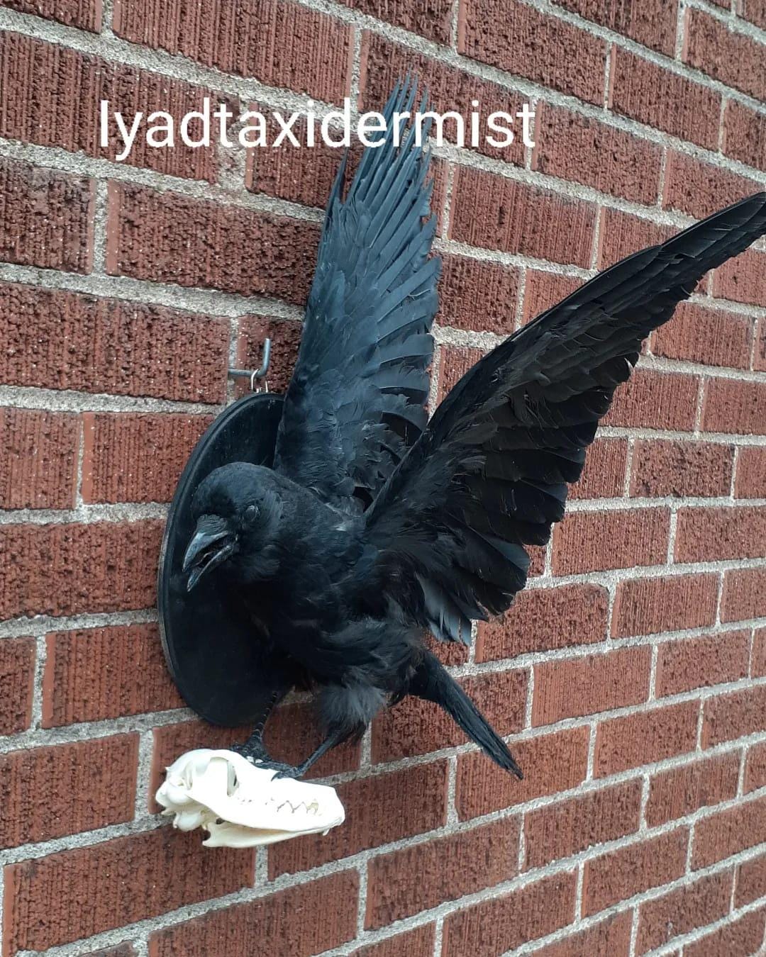 Flying crow taxidermy holding a skull wall mounted carrion crow
