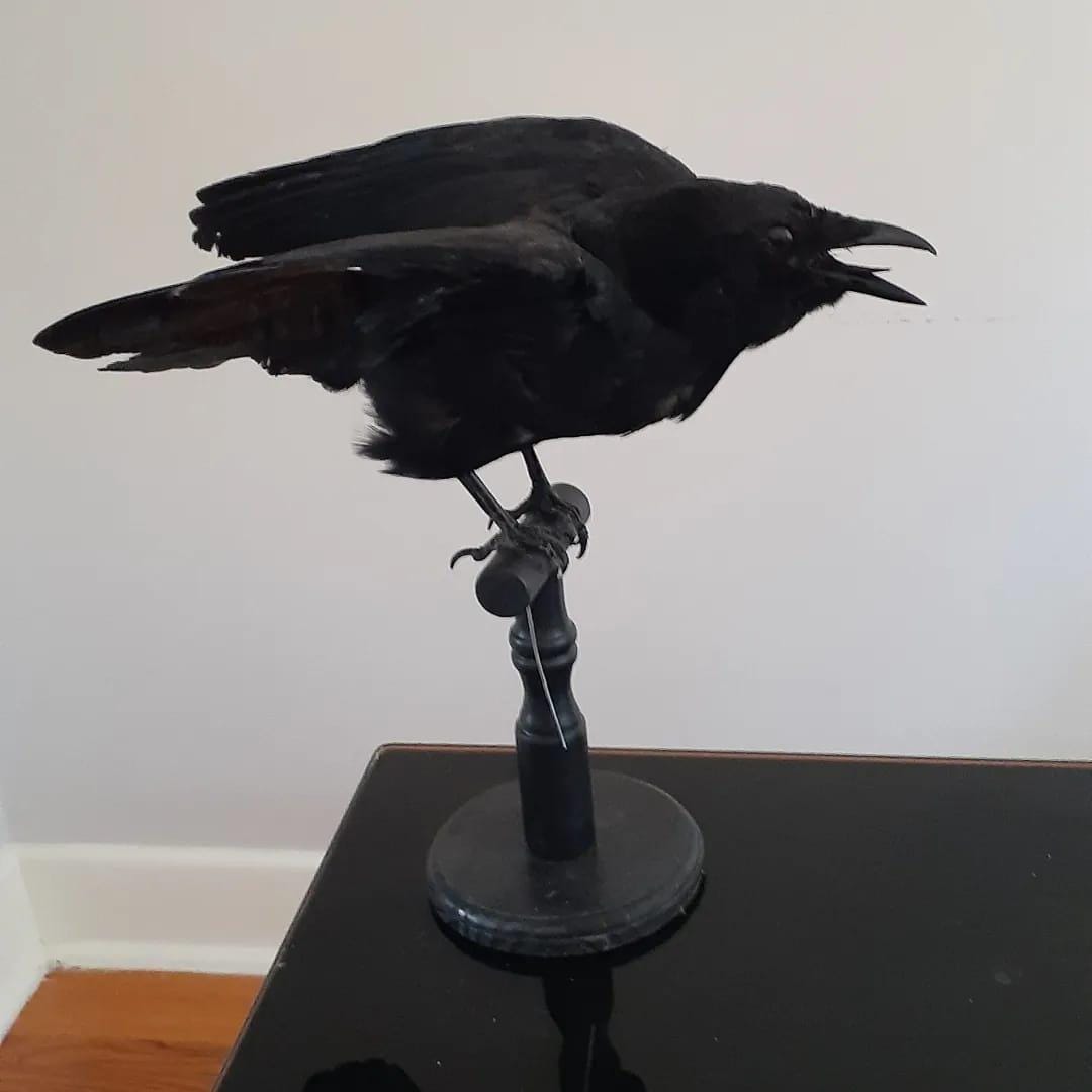 Standing with semi open wings mad position crow taxidermy