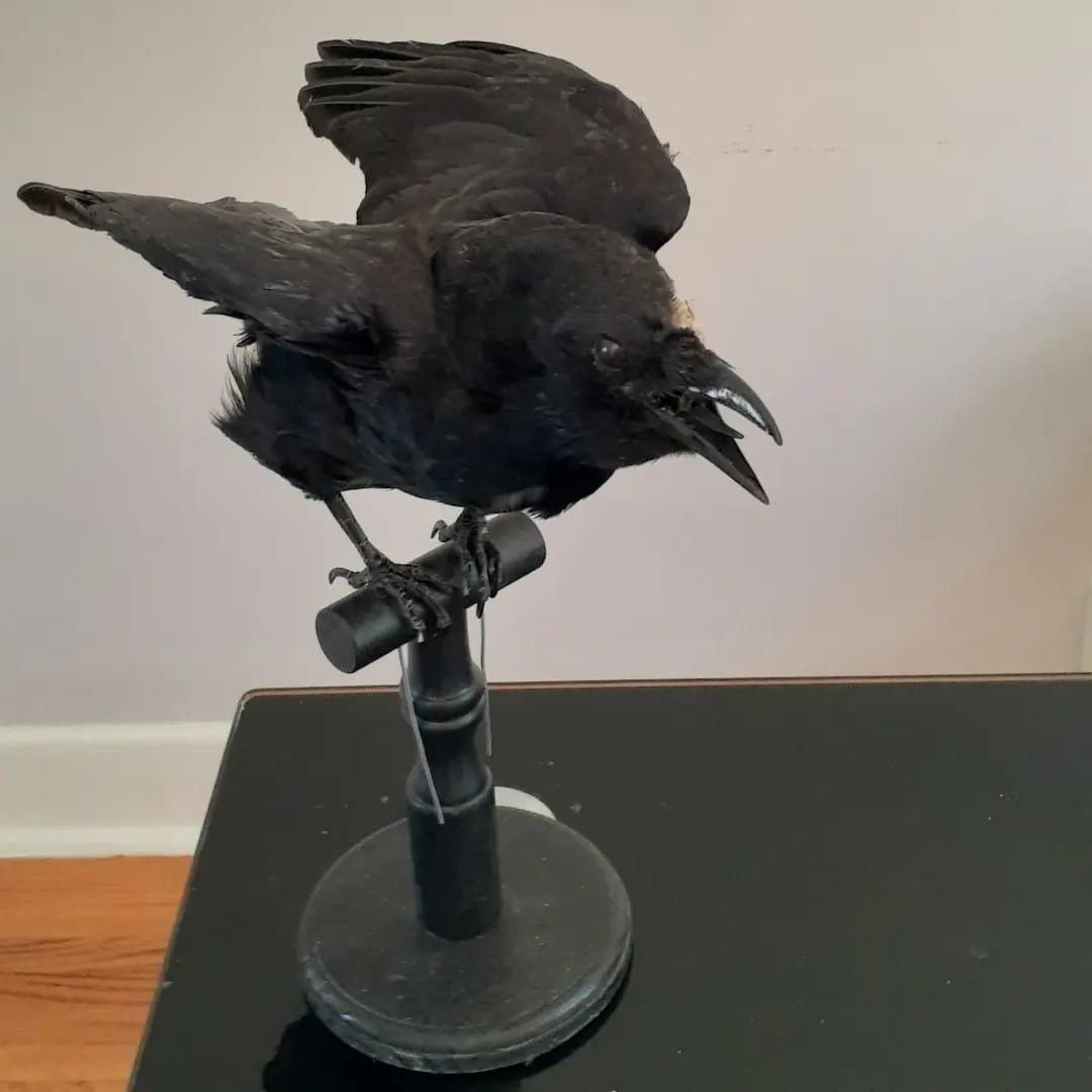 Standing with semi open wings mad position crow taxidermy