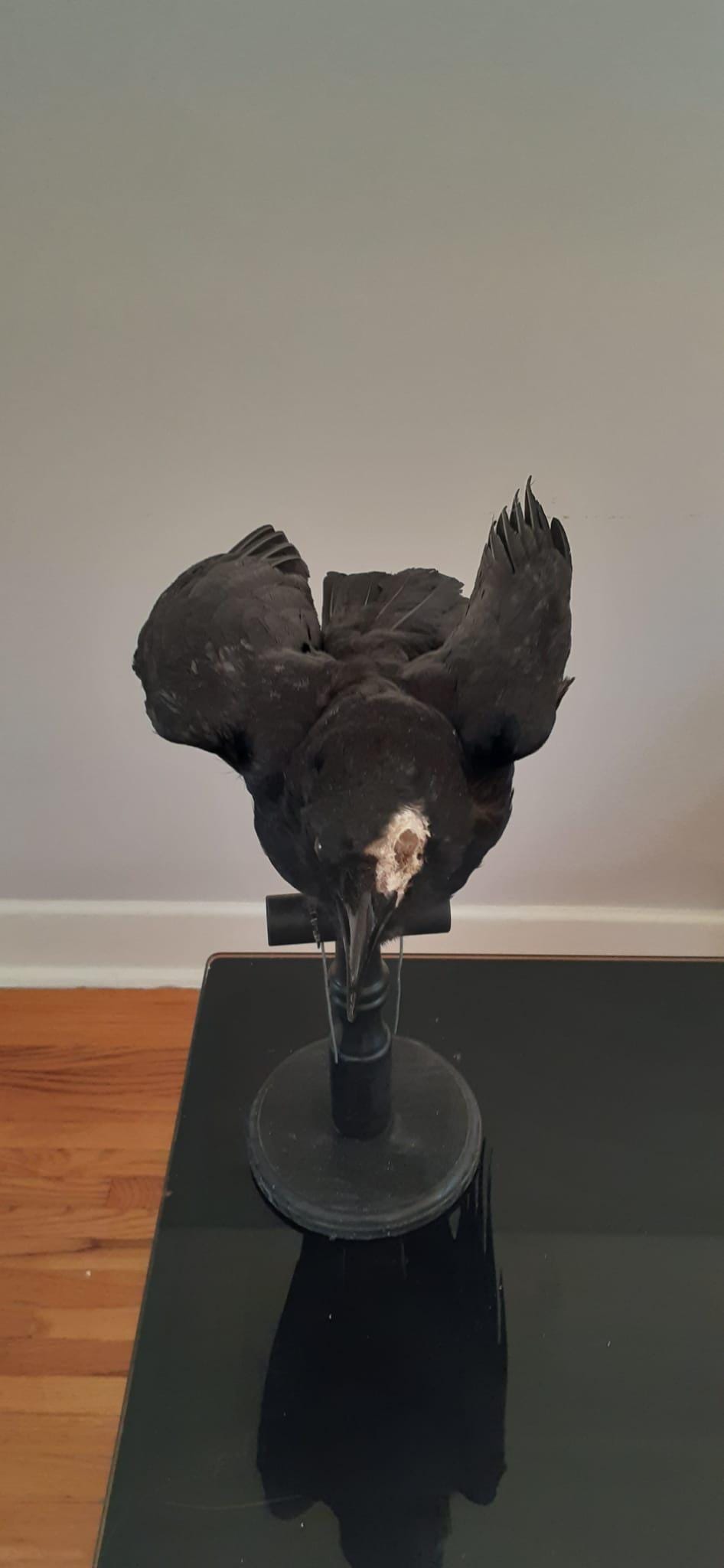 Standing with semi open wings mad position crow taxidermy
