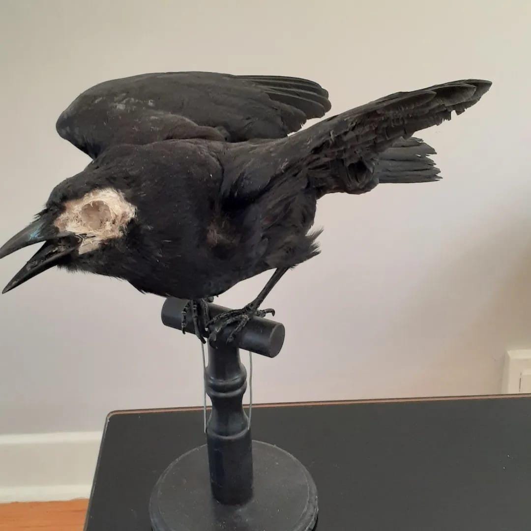 Standing with semi open wings mad position crow taxidermy