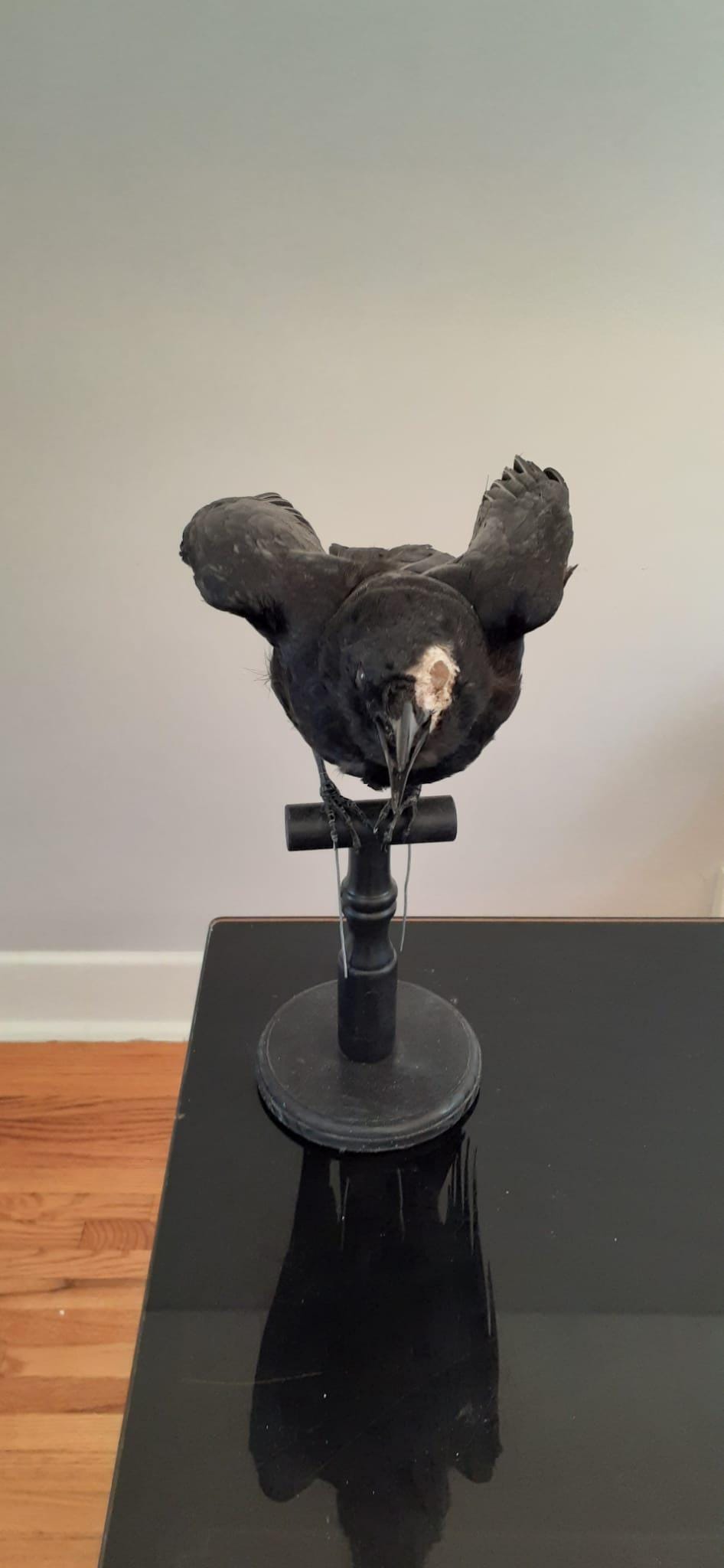Standing with semi open wings mad position crow taxidermy