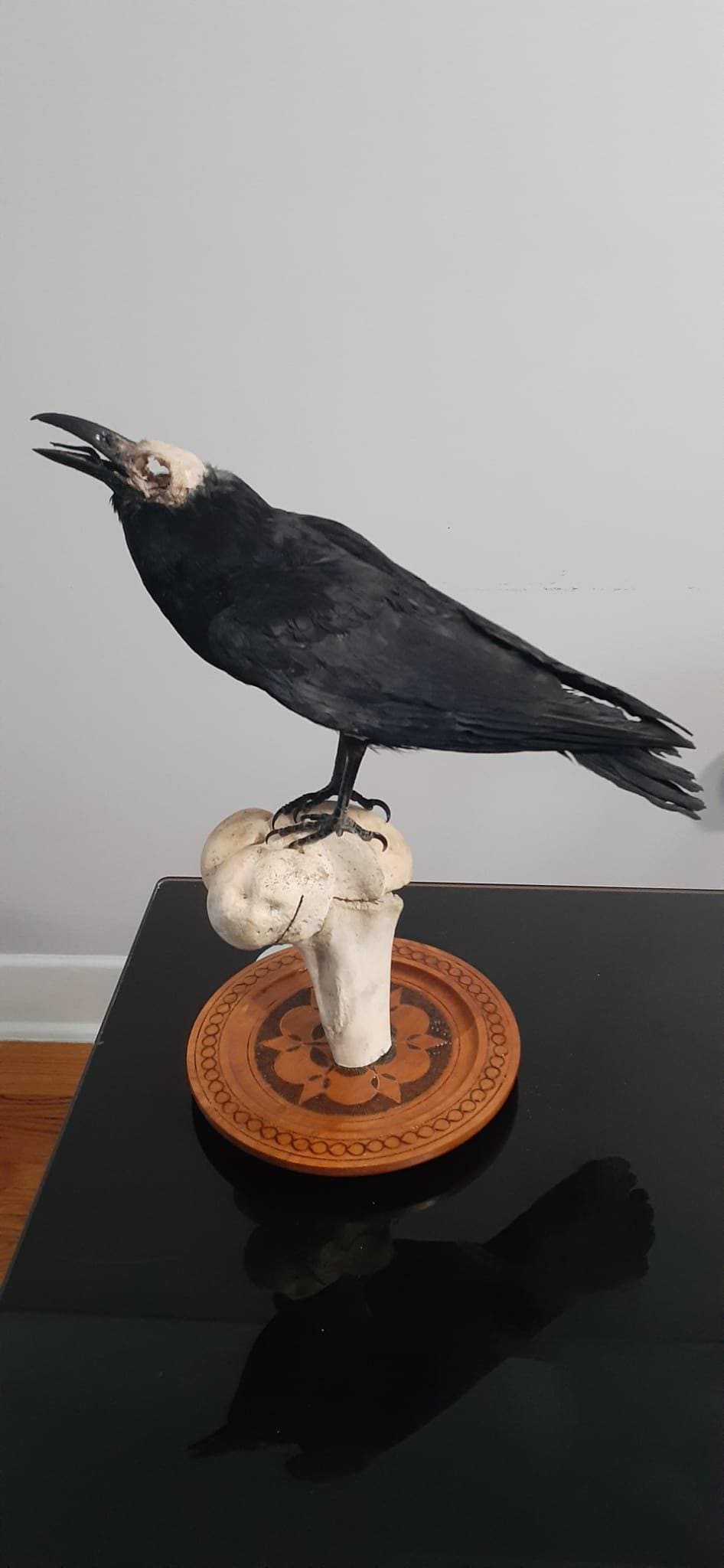Standing crow taxidermy with skull exposed standing on a big bone
