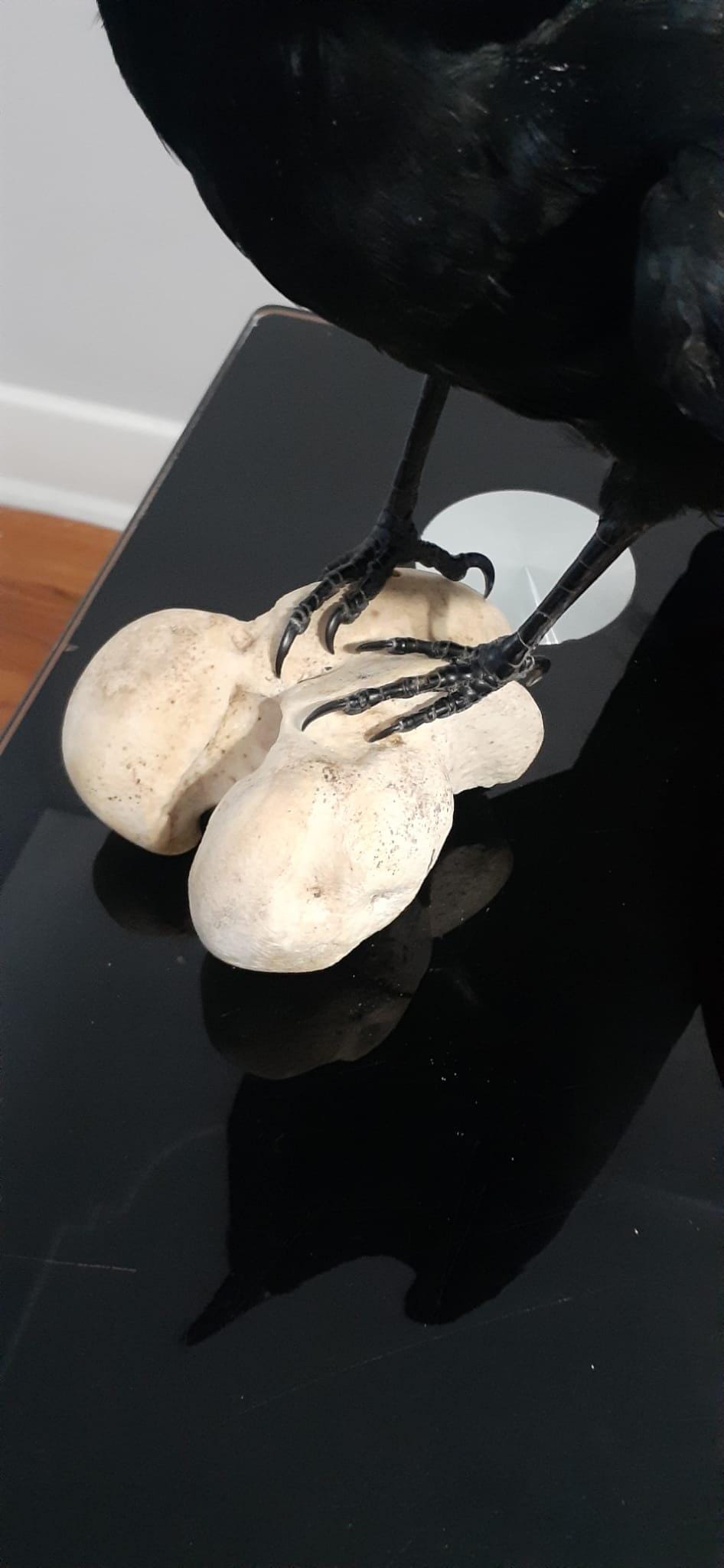 Standing crow taxidermy with skull exposed standing on a big bone