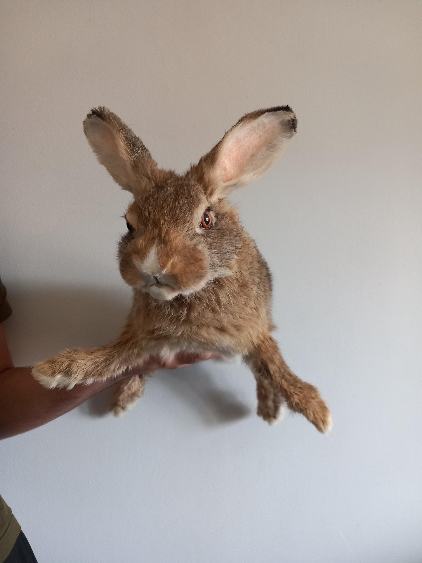 Brown soft mount rabbit taxidermy, floppy soft mount bunny
