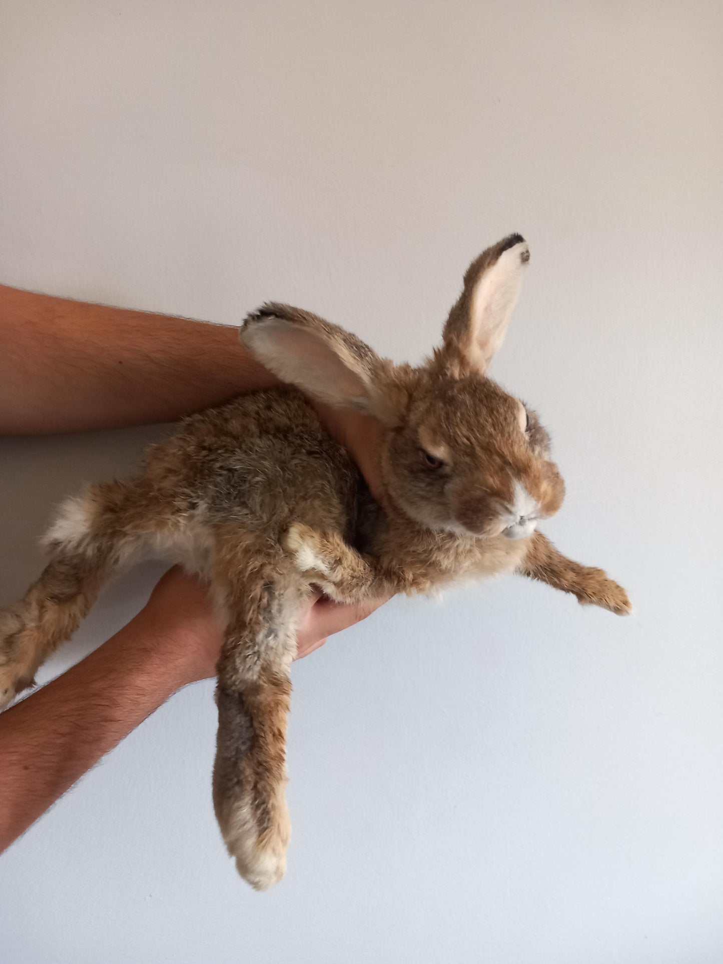Brown soft mount rabbit taxidermy, floppy soft mount bunny