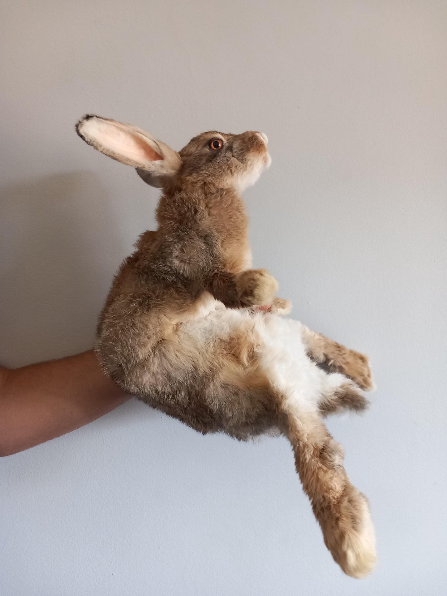 Brown soft mount rabbit taxidermy, floppy soft mount bunny
