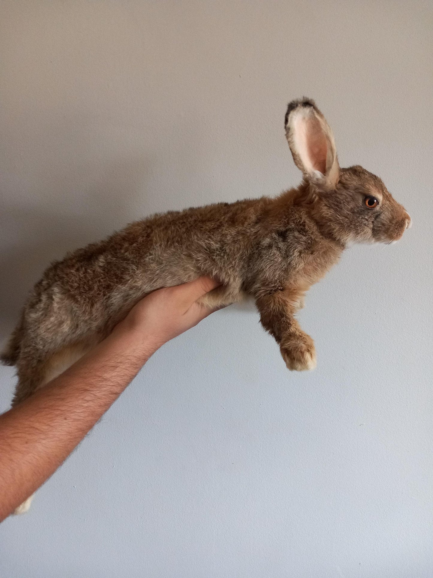 Brown soft mount rabbit taxidermy, floppy soft mount bunny