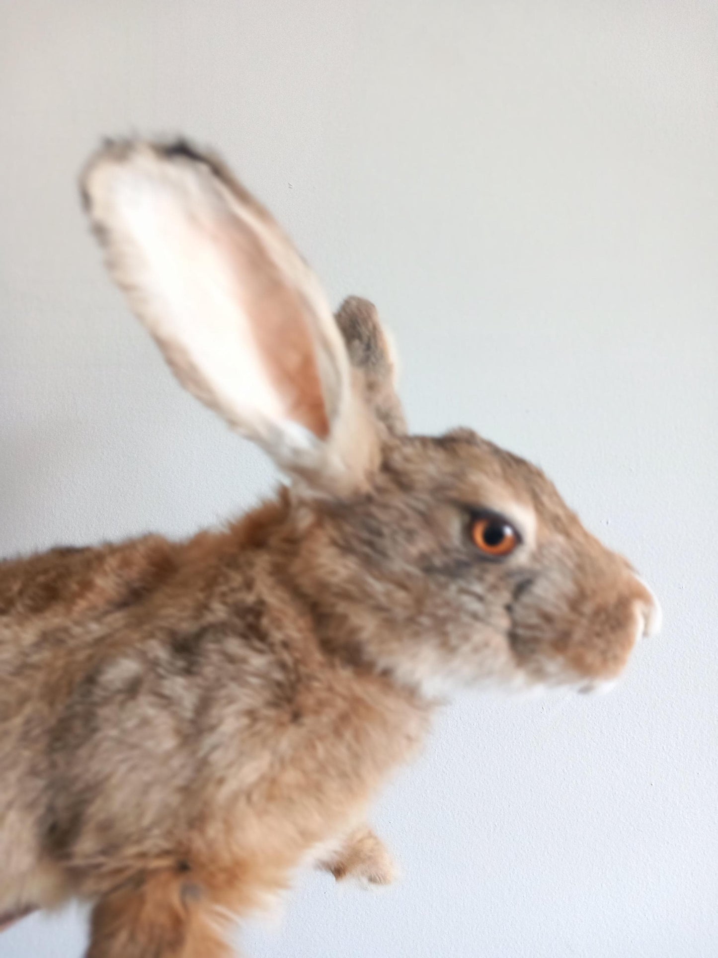 Brown soft mount rabbit taxidermy, floppy soft mount bunny