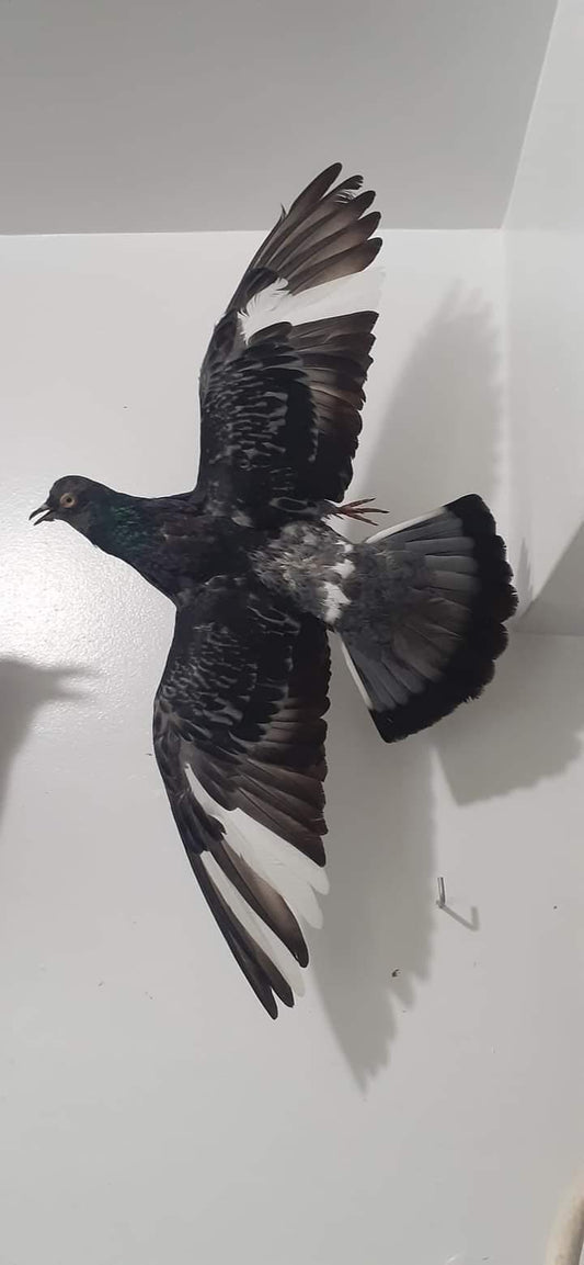 Flying pigeon taxidermy wall mounted high quality mount
