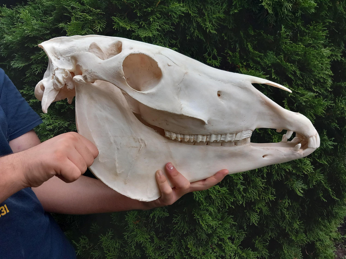 XXL Horse skull taxidermy