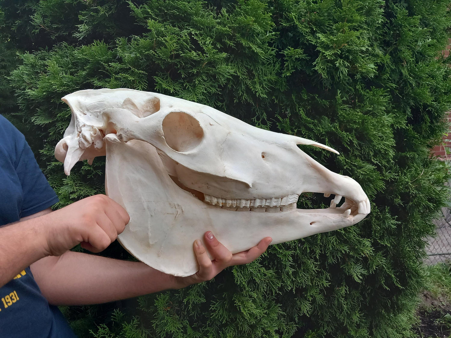 XXL Horse skull taxidermy