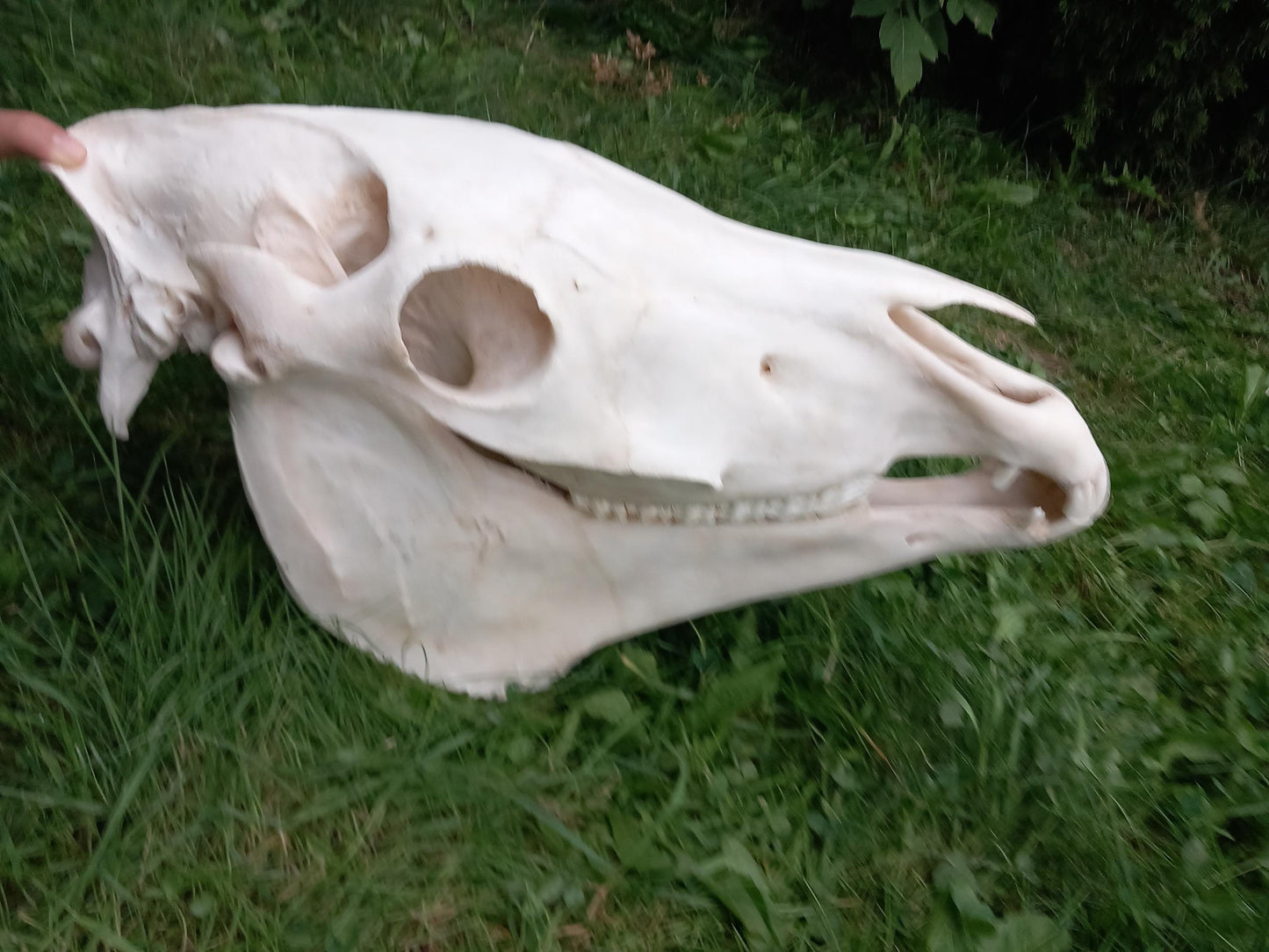 XXL Horse skull taxidermy