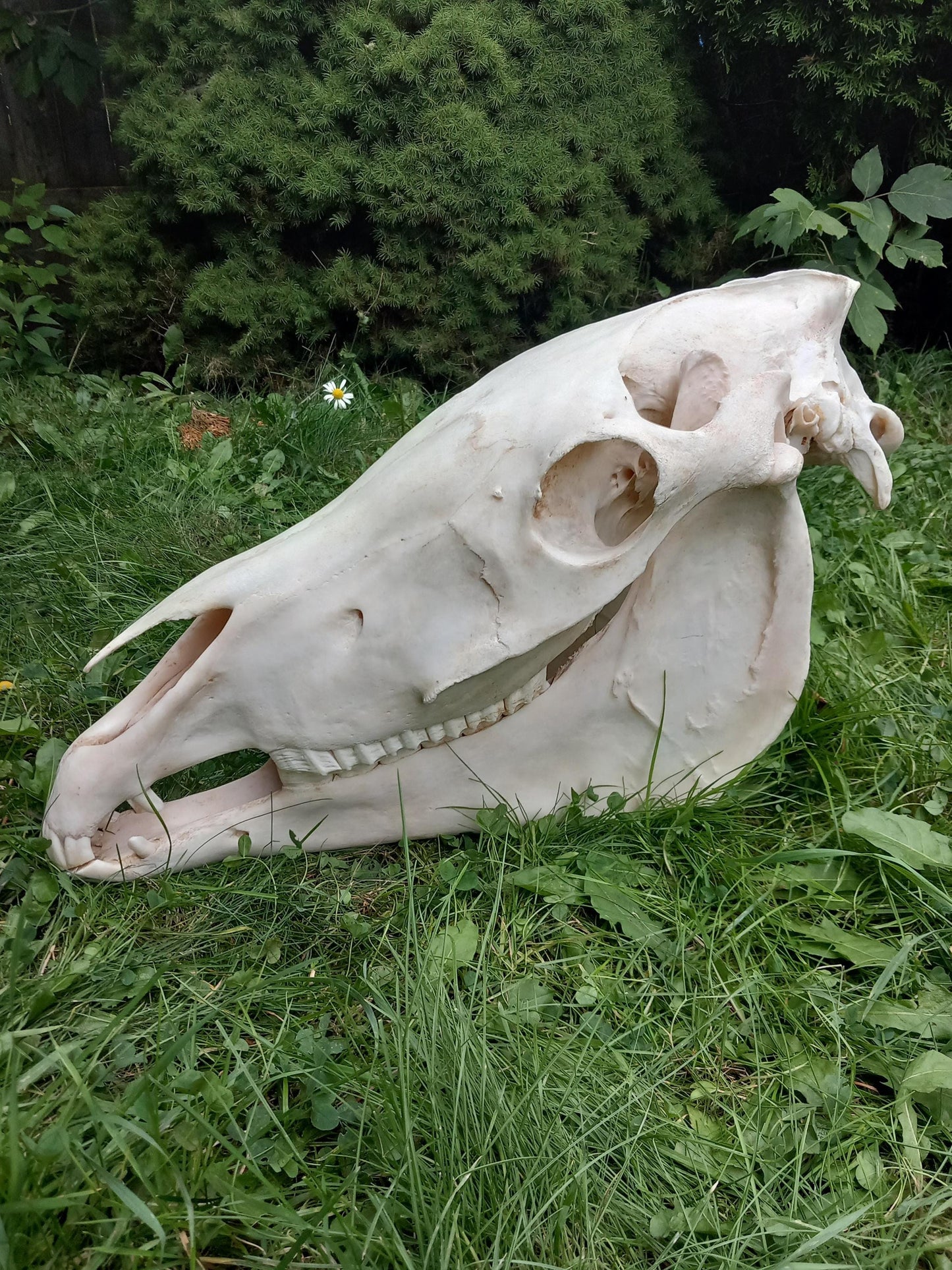 XXL Horse skull taxidermy