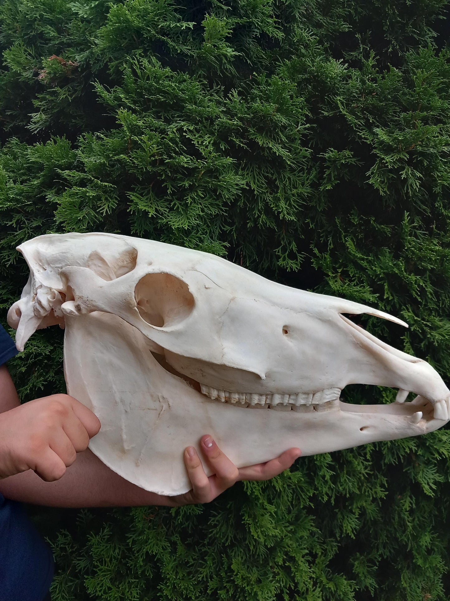 XXL Horse skull taxidermy